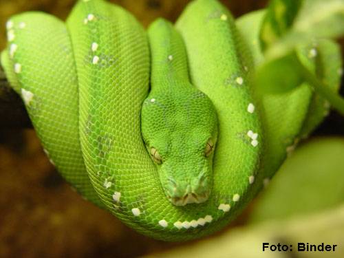 Chondropython viridis.jpg