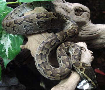 Python natalensis.jpg