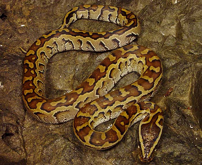 Python sebae.jpg