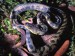 Python timoriensis.jpg